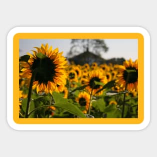 Sunflowers Sticker